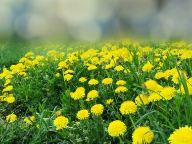 bahar arkaplan karahindiba çiçekleri çimen