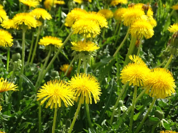 Spring background dandelion flowers grass — Stock Photo, Image