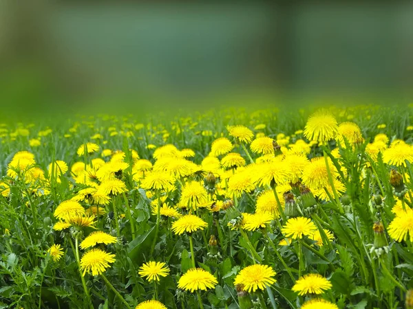 Spring background dandelion flowers grass — Stock Photo, Image