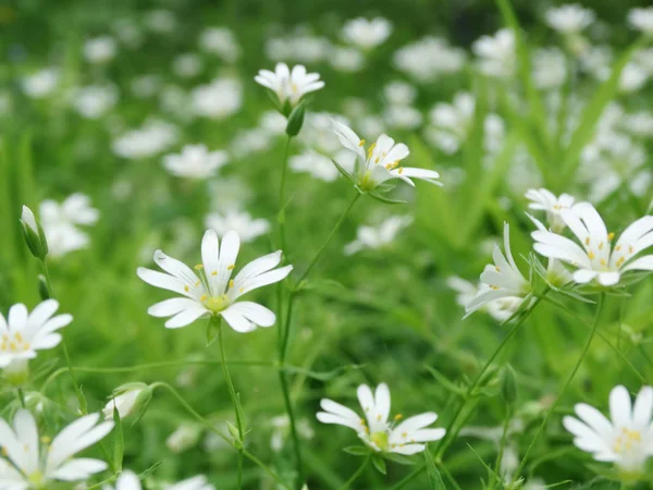Wiosna tło białe kwiaty trawa — Zdjęcie stockowe