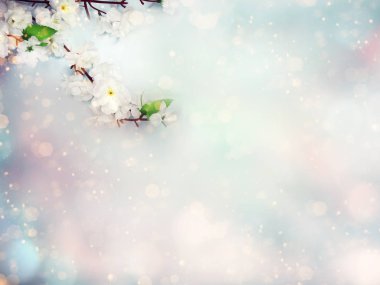 bahar çiçeği açan beyaz kiraz ağacı ve abstra