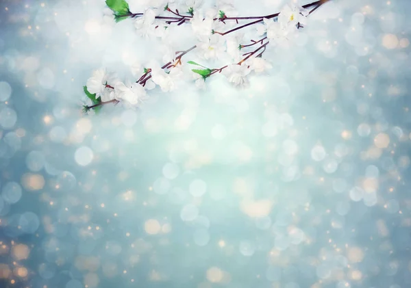 봄의 배경에 하얀 벚꽃 과 아스트라 꽃이 피고 있다 — 스톡 사진