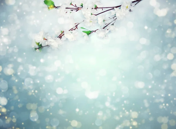 Primavera fundo floração branco cereja flores árvore e abstra — Fotografia de Stock