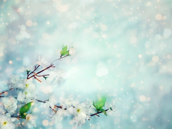 Весенний фон цветущий белый вишня цветы дерево и абстра — стоковое фото