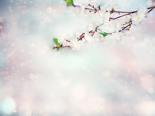 Primavera sfondo fiore bianco ciliegio albero fiori e abstra — Foto Stock