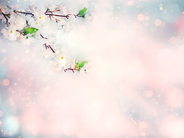 Printemps fond floraison cerisier blanc fleurs arbre et abstra — Photo