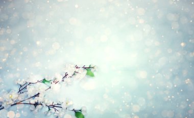 bahar çiçeği açan beyaz kiraz ağacı ve abstra