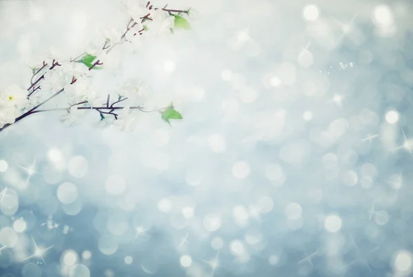 Lente achtergrond van bloeiende witte kers bloemen boom en lea — Stockfoto