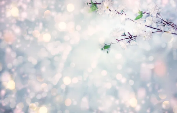 Jarní pozadí kvetoucí bílé třešňové květy strom a listí — Stock fotografie