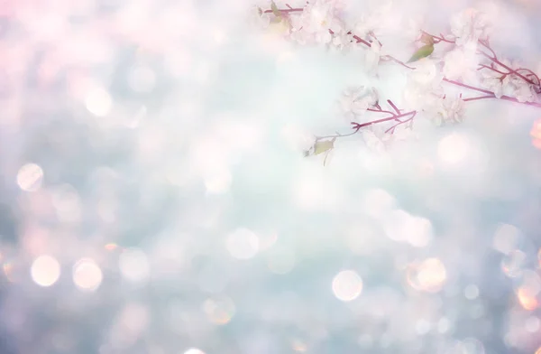Весенний фон цветущих белых вишневых цветов дерево и Ли — стоковое фото