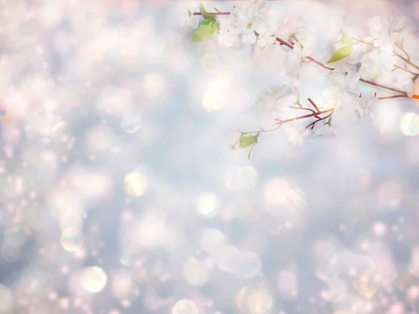 Fundo de primavera de floração árvore de flores de cereja branca e lea — Fotografia de Stock