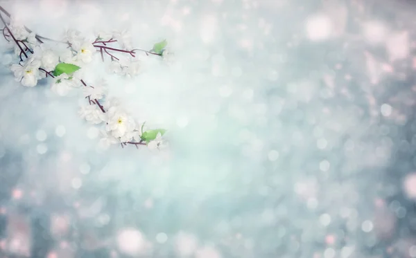 Vår bakgrund blommande vita körsbär blommor träd och lea — Stockfoto