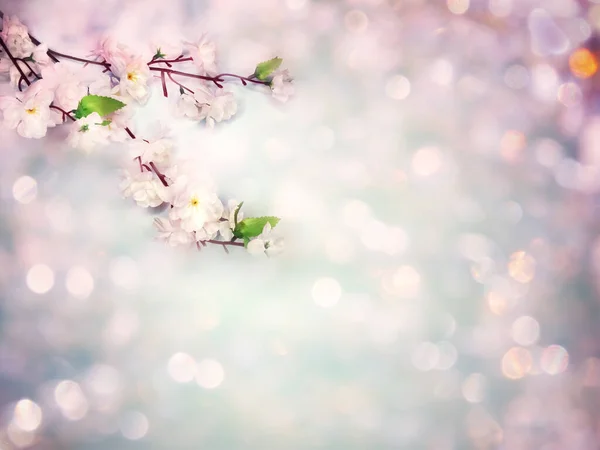 Lente achtergrond van bloeiende witte kers bloemen boom en lea — Stockfoto
