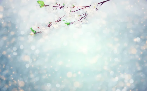 Primavera fundo floração branco cereja flores árvore e abstra — Fotografia de Stock