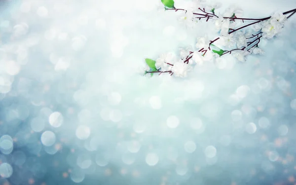 Fondo primaveral de flores de cerezo blanco floreciente árbol y pulga —  Fotos de Stock