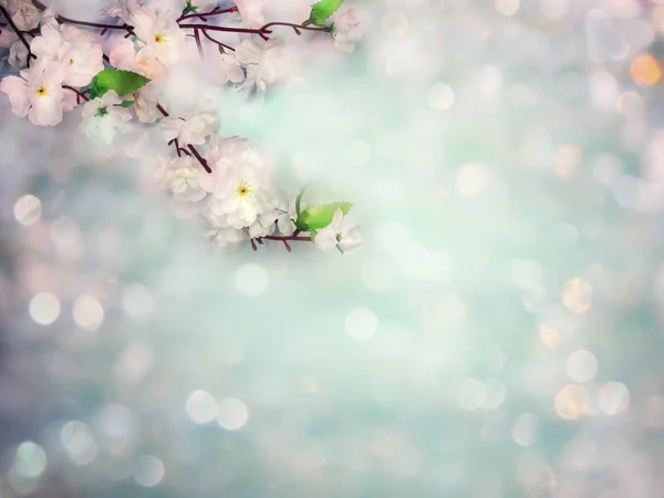 Fond printanier de fleurs de cerisier blanc fleurissant arbre et lea — Photo