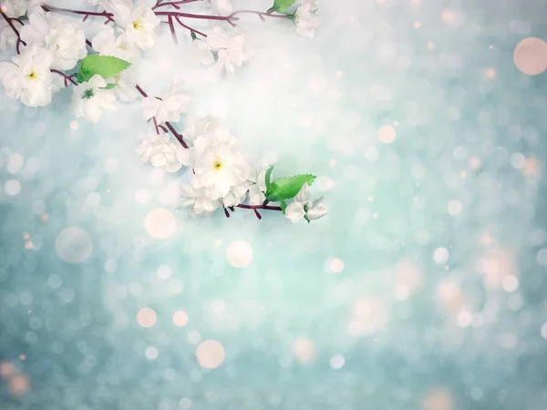 Çiçek açan beyaz kiraz ağacının bahar arkaplanı — Stok fotoğraf