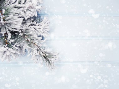 Kış Noel arkaplanı köknar dalları koniler ve mavi ahşap dokuda kar                              