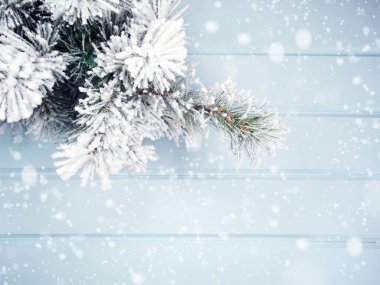 Kış Noel arkaplanı köknar dalları koniler ve mavi ahşap dokuda kar                              