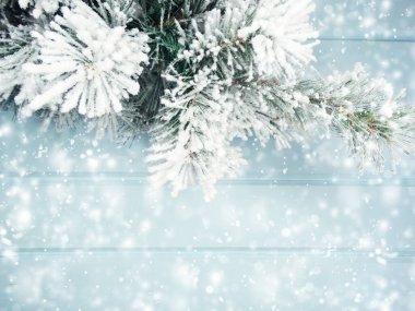 Kış Noel arkaplanı köknar dalları koniler ve mavi ahşap dokuda kar                              