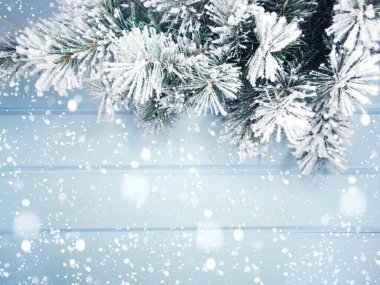 Kış Noel arkaplanı köknar dalları koniler ve mavi ahşap dokuda kar                              