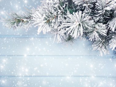 Kış Noel arkaplanı köknar dalları koniler ve mavi ahşap dokuda kar                              