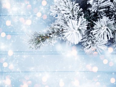 Kış Noel arkaplanı köknar dalları koniler ve mavi ahşap dokuda kar                              