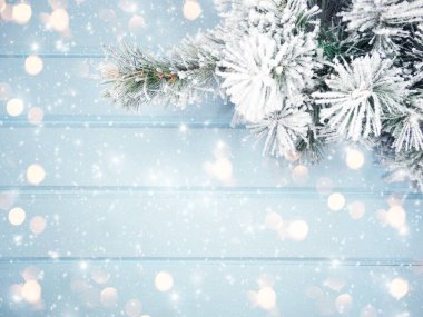 Kış Noel arkaplanı köknar dalları koniler ve mavi ahşap dokuda kar                              