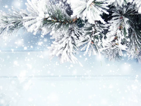Зимний Рождественский Фон Еловыми Ветками Снегом Синей Деревянной Текстуре — стоковое фото