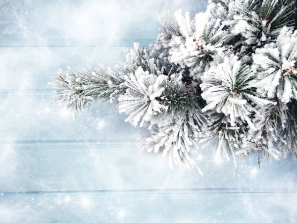 Zimowe Boże Narodzenie Tło Gałązek Jodły Szyszki Śniegu Niebieskim Drewnianym — Zdjęcie stockowe