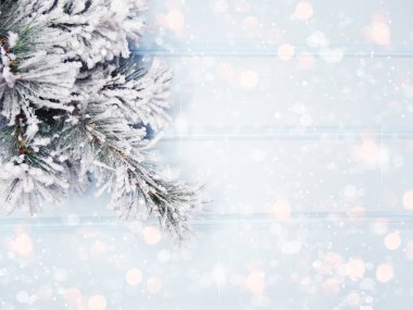 Kış Noel arkaplanı köknar dalları koniler ve mavi ahşap dokuda kar                              