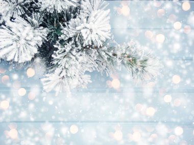 Kış Noel arkaplanı köknar dalları koniler ve mavi ahşap dokuda kar                              