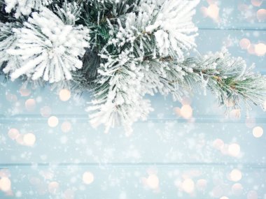 Kış Noel arkaplanı köknar dalları koniler ve mavi ahşap dokuda kar                              