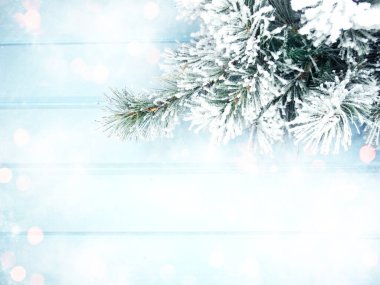 Kış Noel arkaplanı köknar dalları koniler ve mavi ahşap dokuda kar                              