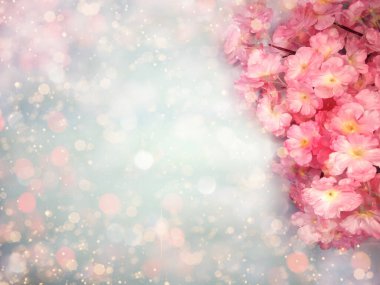 Baharın arka planında çiçek açan sakura kiraz çiçekleri çiçek açan çiçek doğası ve soyut bokeh                    