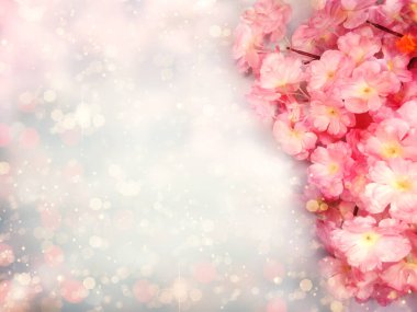Baharın arka planında çiçek açan sakura kiraz çiçekleri çiçek açan çiçek doğası ve soyut bokeh                    