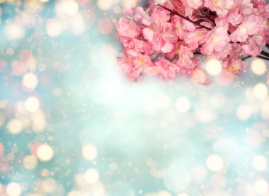 Baharın arka planında çiçek açan sakura kiraz çiçekleri çiçek açan çiçek doğası ve soyut bokeh                    