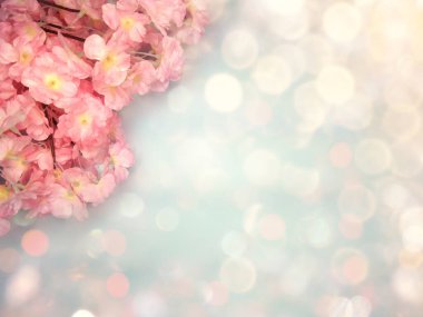 Baharın arka planında çiçek açan sakura kiraz çiçekleri çiçek açan çiçek doğası ve soyut bokeh                    