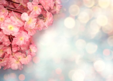 Baharın arka planında çiçek açan sakura kiraz çiçekleri çiçek açan çiçek doğası ve soyut bokeh                    