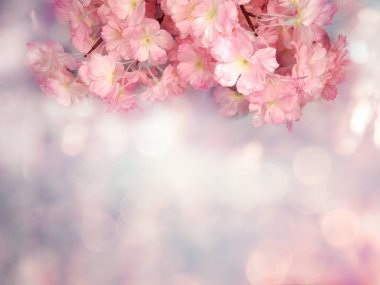 Baharın arka planında çiçek açan sakura kiraz çiçekleri çiçek açan çiçek doğası ve soyut bokeh                    