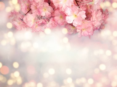 Baharın arka planında çiçek açan sakura kiraz çiçekleri çiçek açan çiçek doğası ve soyut bokeh                    