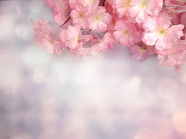 Baharın arka planında çiçek açan sakura kiraz çiçekleri çiçek açan çiçek doğası ve soyut bokeh                    