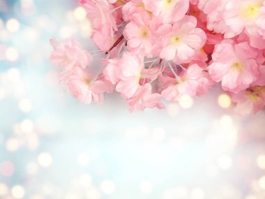 Baharın arka planında çiçek açan sakura kiraz çiçekleri çiçek açan çiçek doğası ve soyut bokeh                    