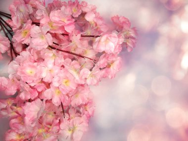 Baharın arka planında çiçek açan sakura kiraz çiçekleri çiçek açan çiçek doğası ve soyut bokeh                    