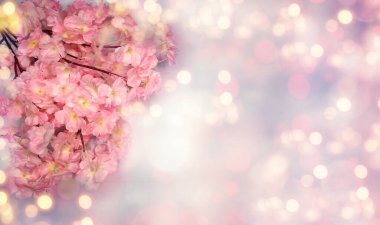 Baharın arka planında çiçek açan sakura kiraz çiçekleri çiçek açan çiçek doğası ve soyut bokeh                    