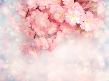 Baharın arka planında çiçek açan sakura kiraz çiçekleri çiçek açan çiçek doğası ve soyut bokeh                    
