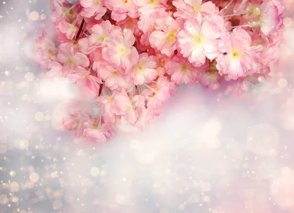 Frühling Hintergrund Blühende Sakura Kirschblüten Blühen Florale Natur Und Abstraktes — Stockfoto