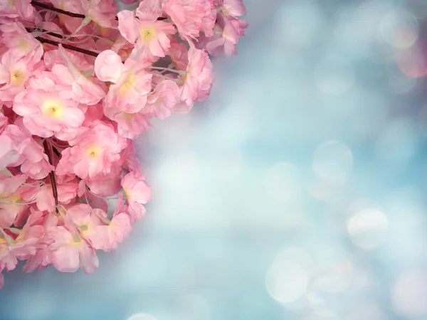 Lente Achtergrond Bloeiende Sakura Kers Bloemen Bloesem Bloemen Natuur Abstracte — Stockfoto