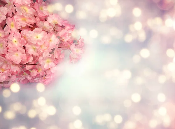 Frühling Hintergrund Blühende Sakura Kirschblüten Blühen Florale Natur Und Abstraktes — Stockfoto