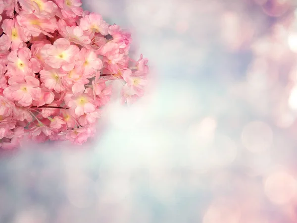 Lente Achtergrond Bloeiende Sakura Kers Bloemen Bloesem Bloemen Natuur Abstracte — Stockfoto